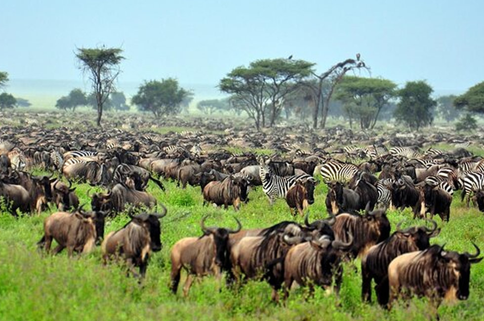 Best 5 National Parks in East Africa